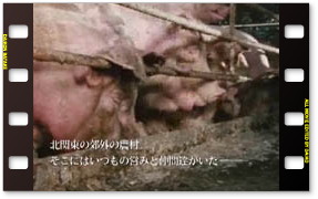 「八月の軽い豚」 予告編